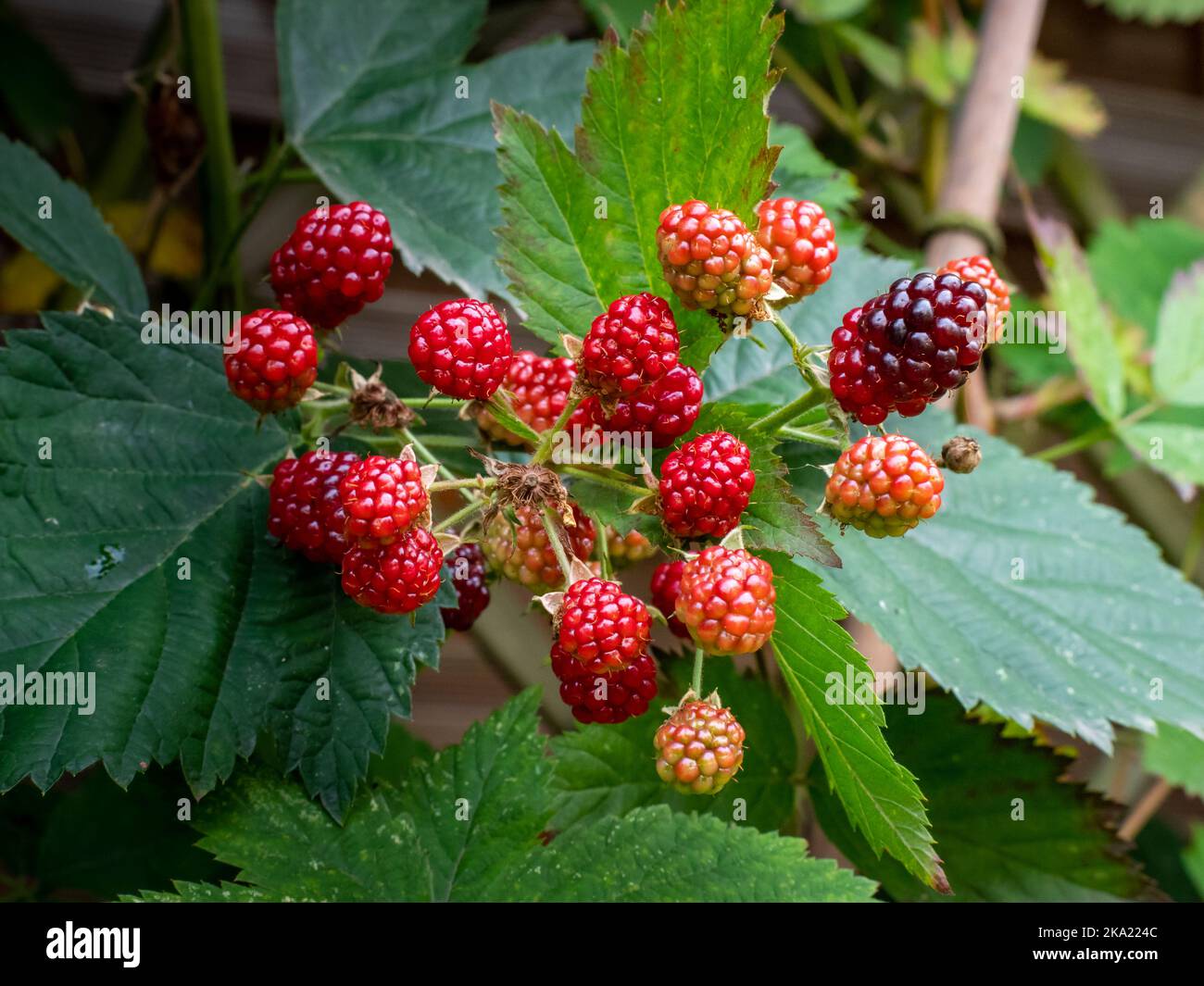 Unripe blackberries on a bush. Red colored fruits growing in the nature. Close-up of the plant in a garden environment in Germany. Organic vegan food. Stock Photo