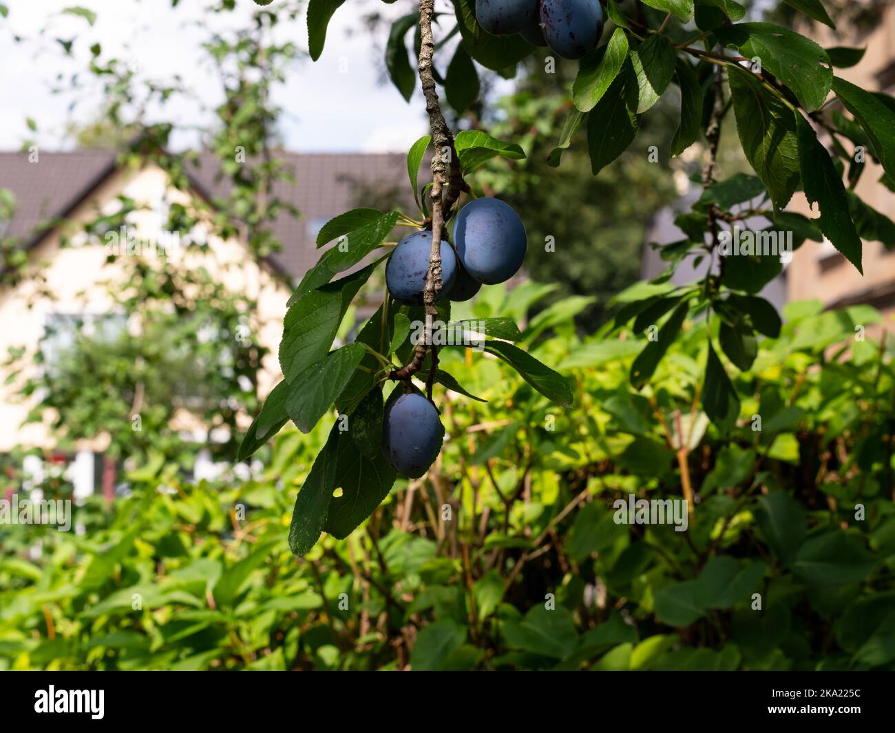 Ripe plums on a tree in Germany. Blue fruits hanging on a twig in a garden. The natural organic food is healthy. The fresh and raw drupe is ripe. Stock Photo