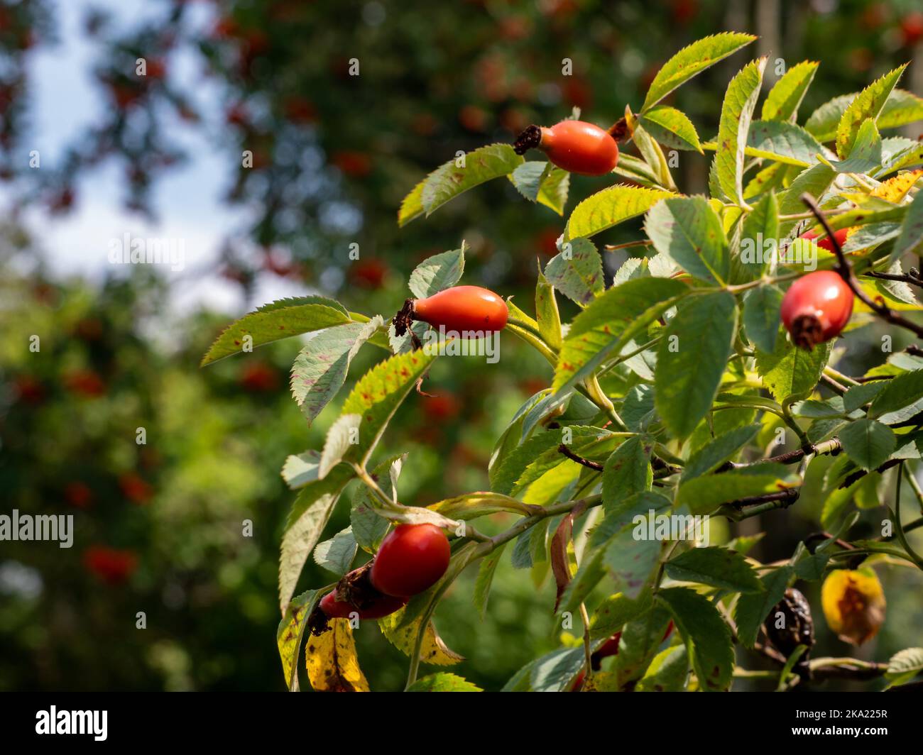 Red rose hips in a German garden environment. Ripe fruits of a rose plant in the nature. Close-up of the briar in the sunlight. Stock Photo