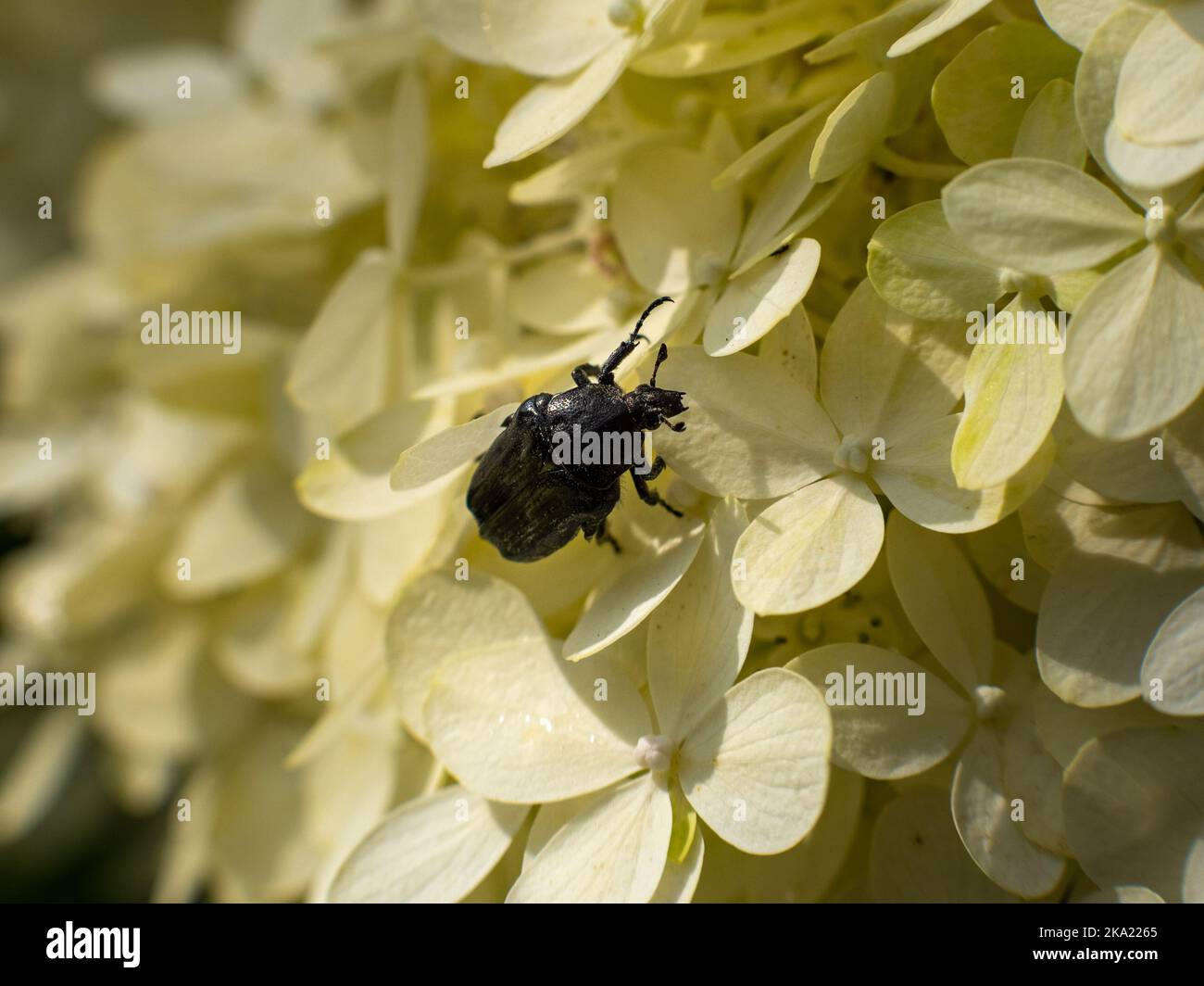 Black rose chafer (Cetoniinae). Macro photography of a scarab bug crawling on the white blossoms. German wildlife in a natural garden environment. Stock Photo