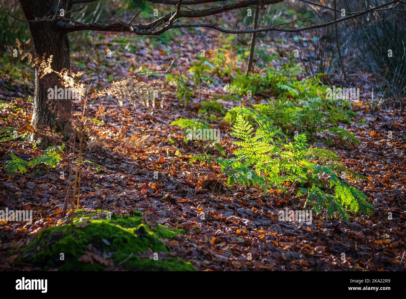 Forest ferns hi-res stock photography and images - Alamy