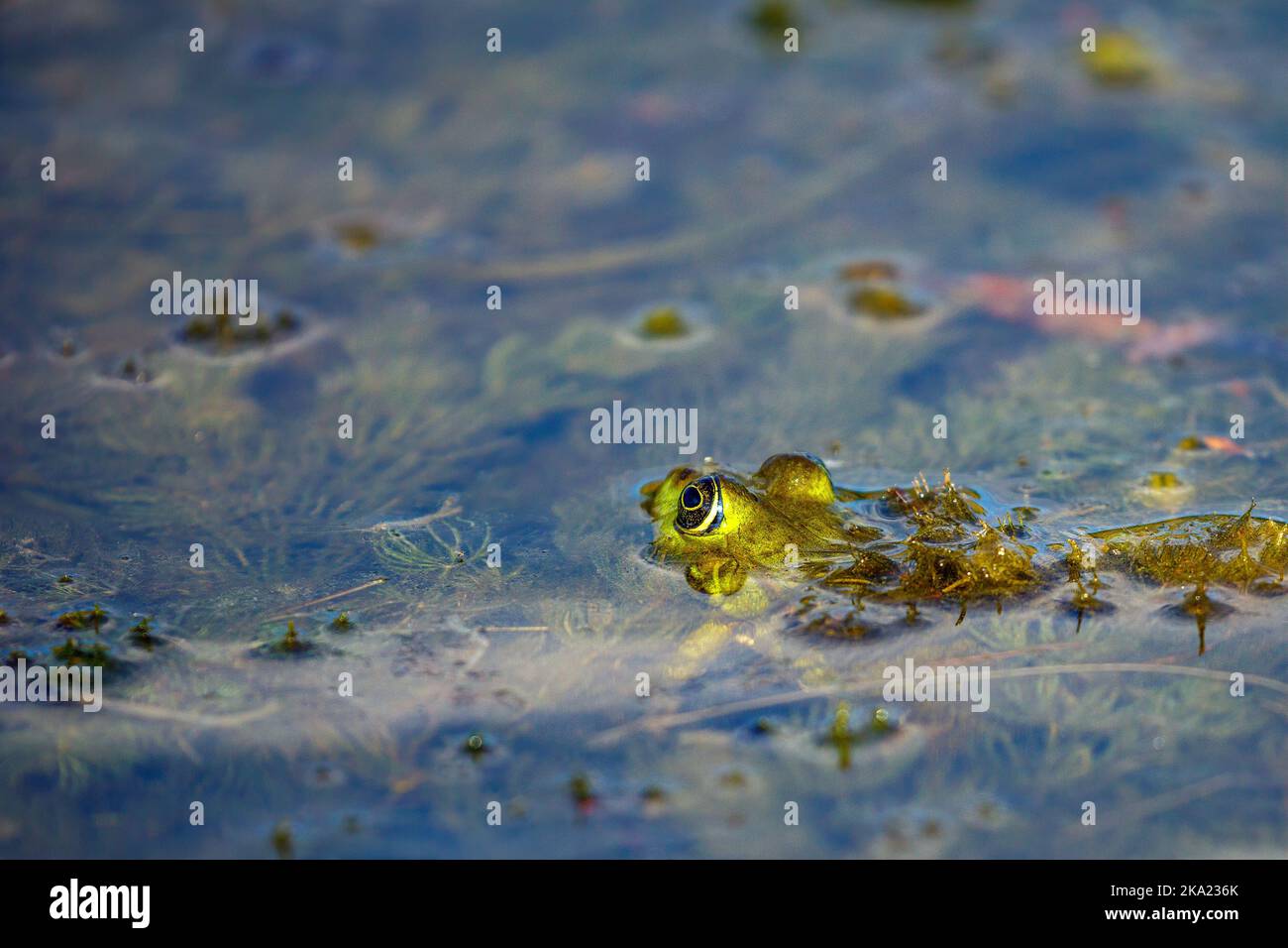 A frog in the swamps of the danube delta Stock Photo