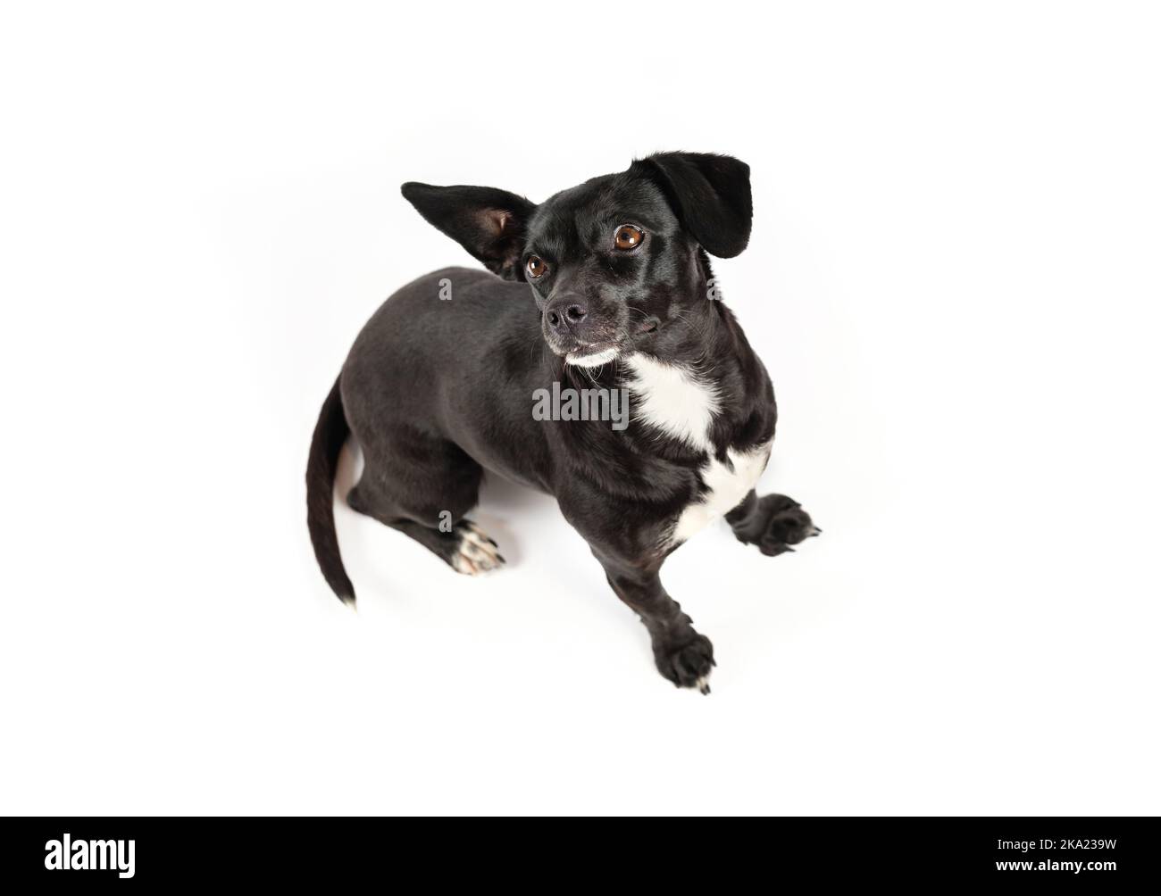 obedient small dog sitting and still on white isolated background Stock Photo