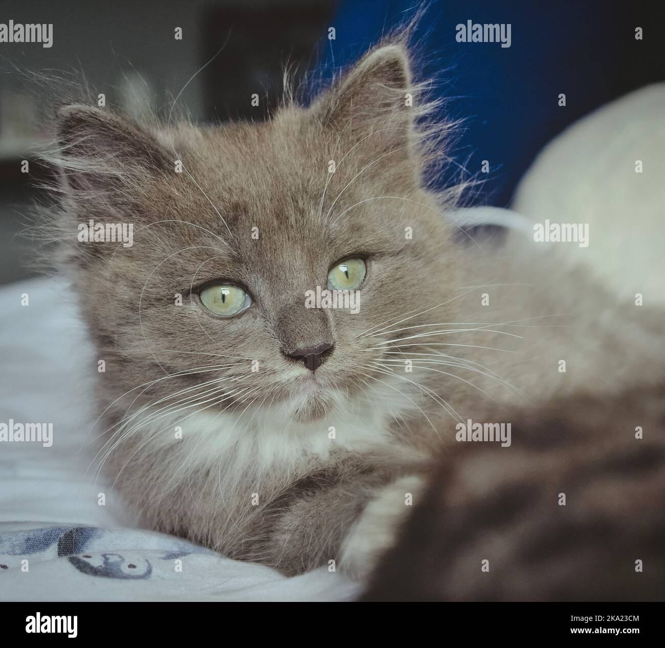 kitten on bed Stock Photo Alamy