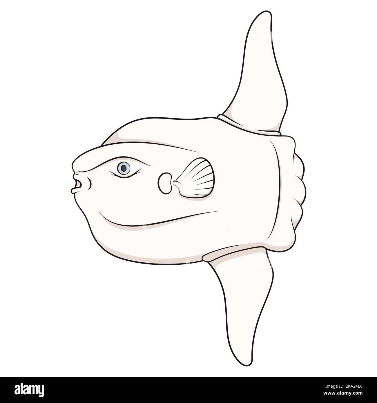 How to Draw a Sunfish