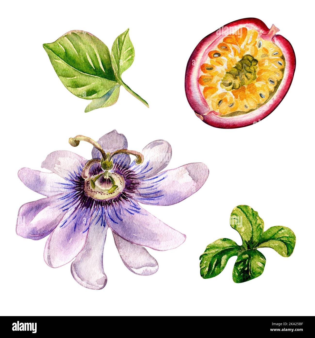 Passion Fruit Flower Drawing
