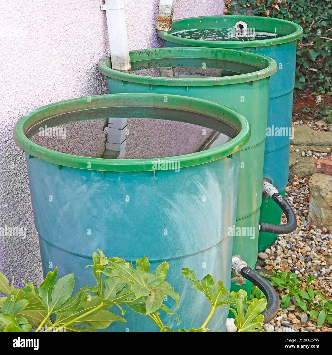Lids removed from three full interconnected large plastic home garden water butts harvesting roof rainfall via diverted rainwater down pipes Essex UK Stock Photo