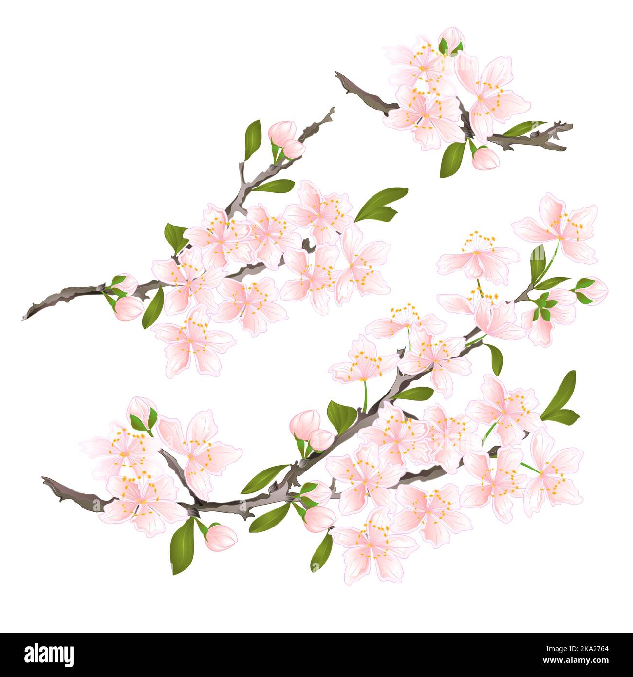 Sakura cherry twigs pink flower with leaves on a white background ...