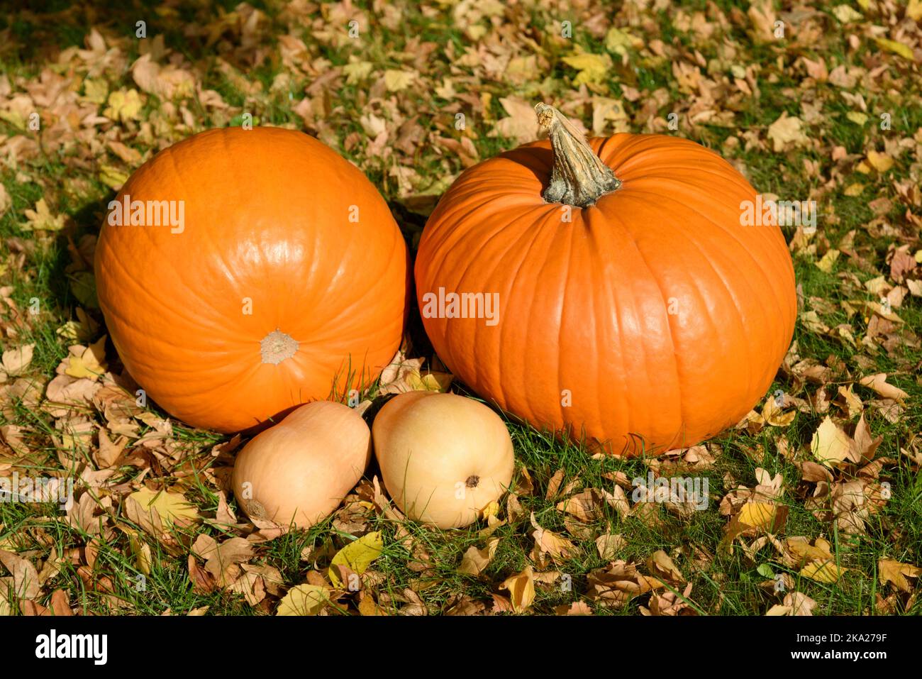 Orange pumpkins (Cucurbita pepo) and butternut squashes (Cucurbita moschata) sitting on the grass among Autumn leaves Stock Photo