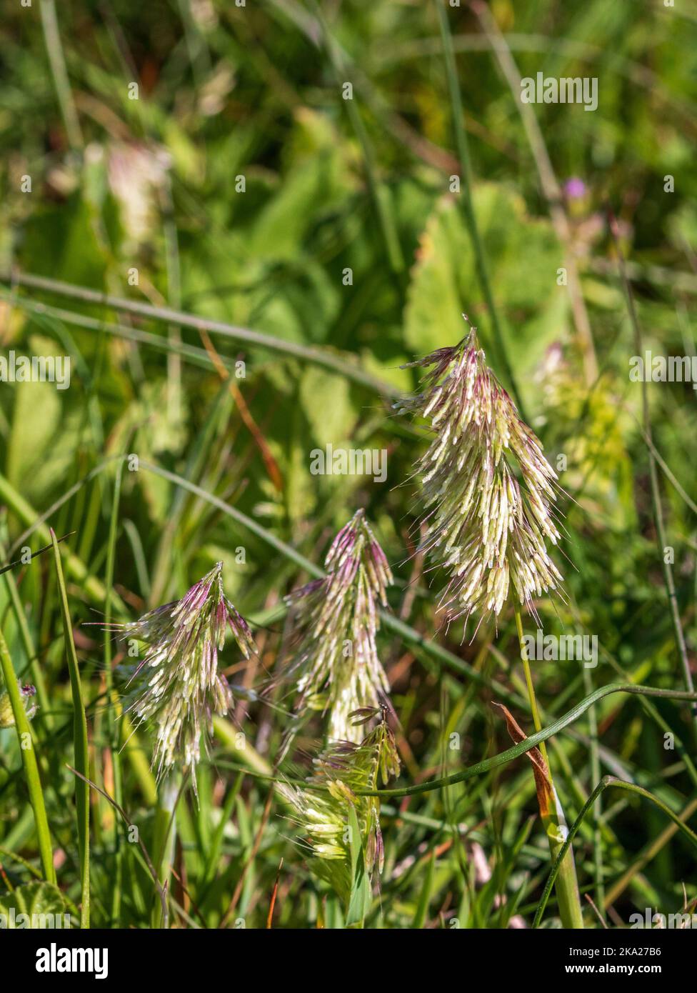 Lamarckia aurea, Golden top Grass with copy space and a Natural background in portrait mode Stock Photo