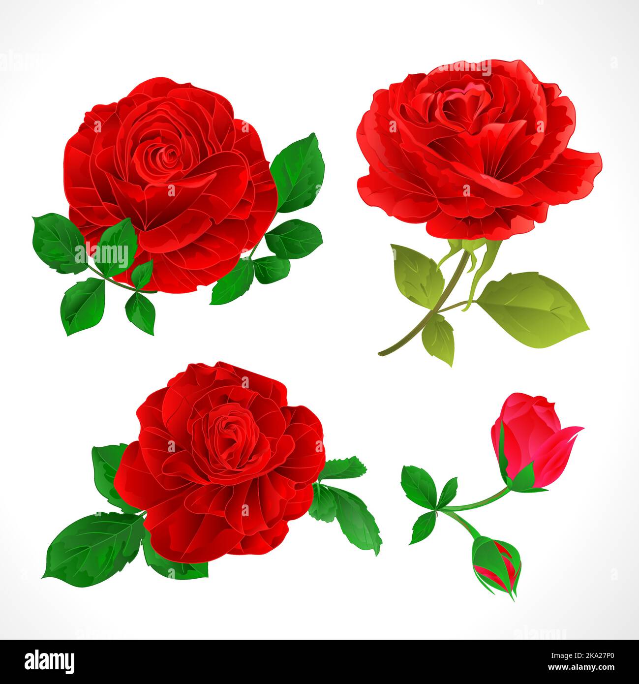 5,700+ Red Rose Buds Drawing Stock Photos, Pictures & Royalty-Free Images -  iStock