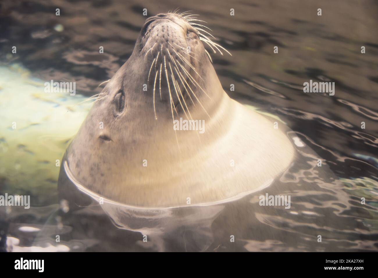 Grey Harbour Seal at Boston Aquarium, Boston, Mass, USA Stock Photo