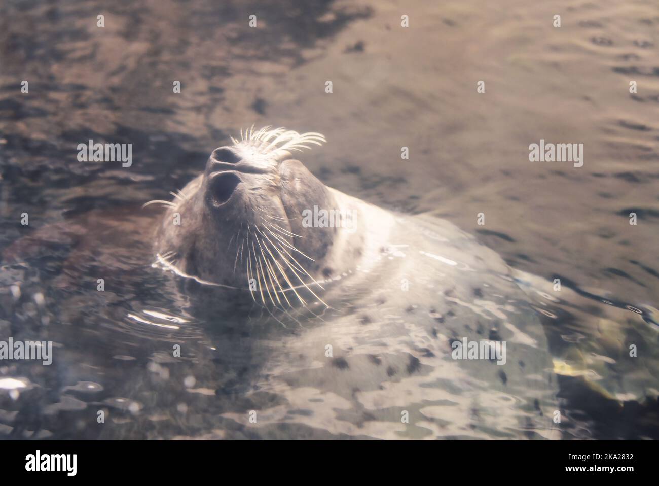 Grey Harbour Seal at Boston Aquarium, Boston, Mass, USA Stock Photo