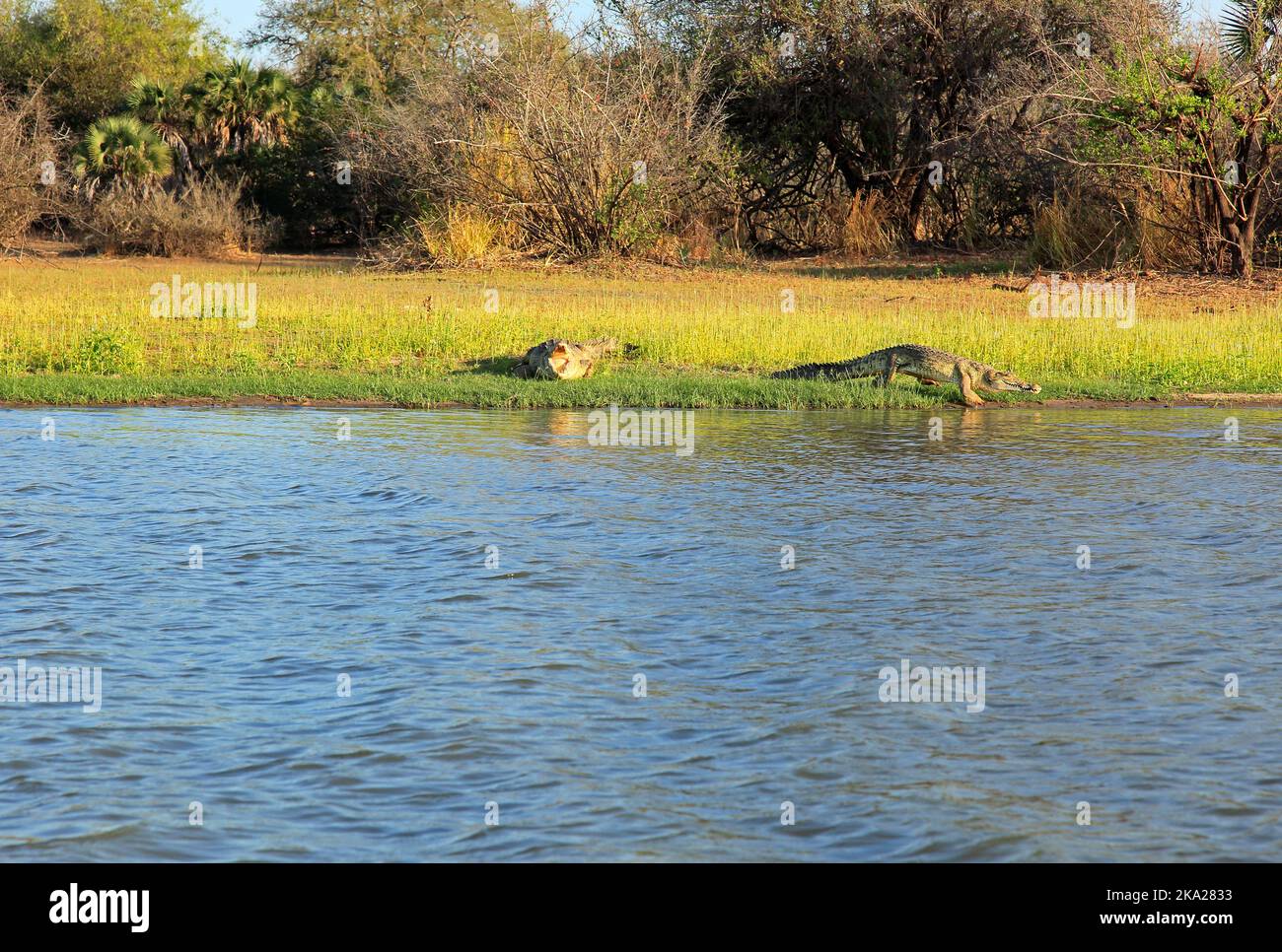 Two crocodiles at lakeside Stock Photo