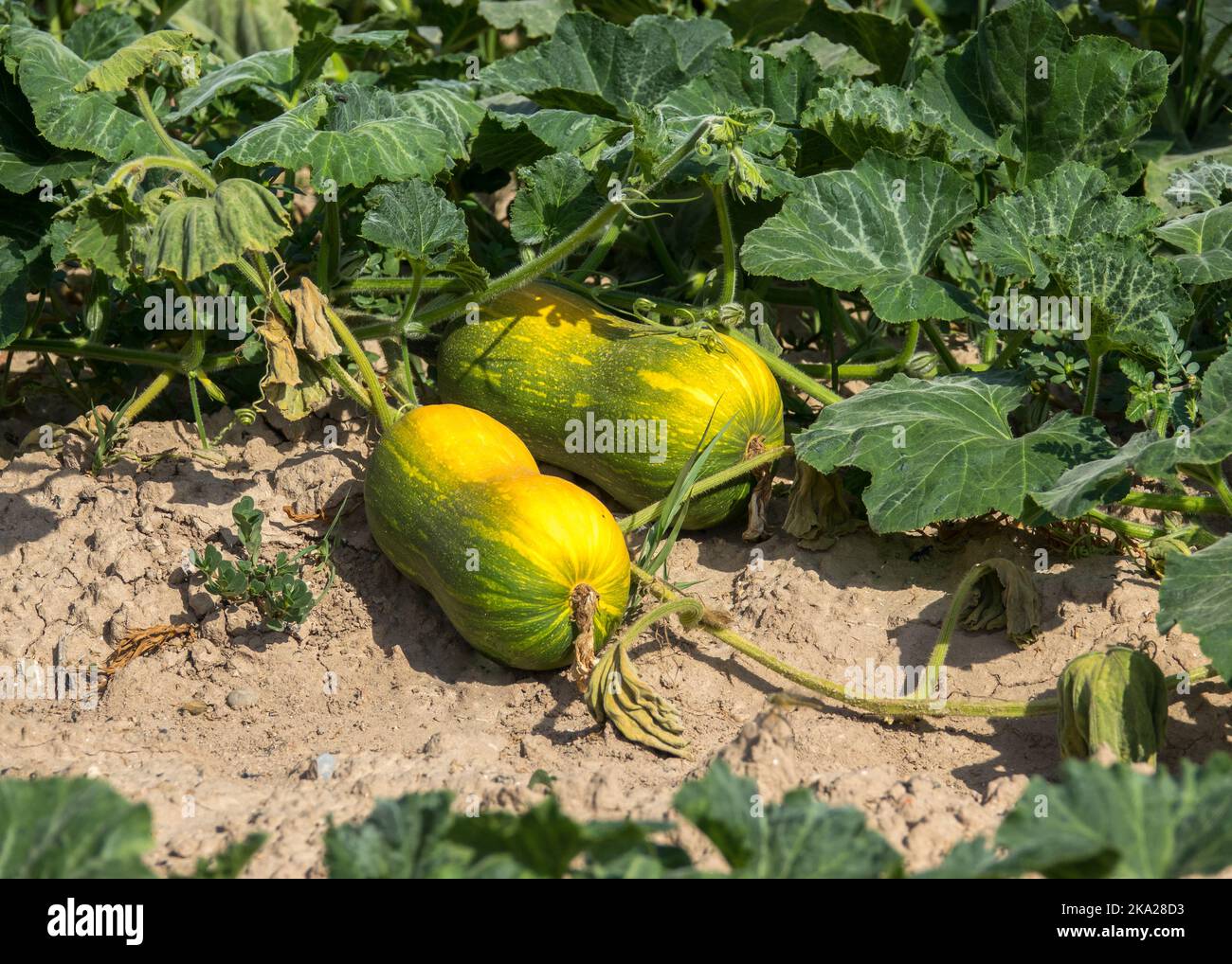 gourd, calabash, cucurbit entire plant with root and flowers, creeping plant on the ground Stock Photo