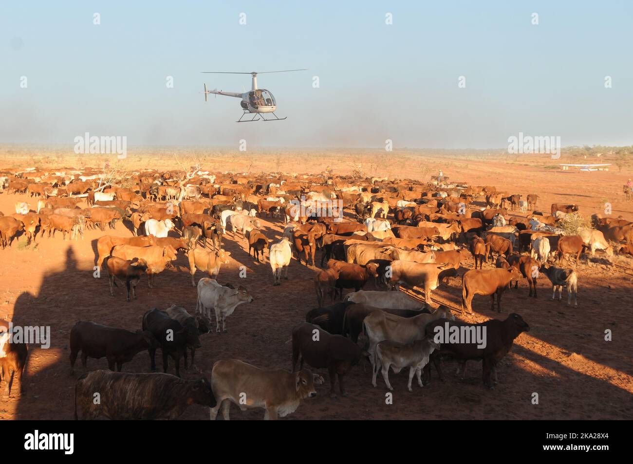 Aerial cattle mustering with a Robinson R22, in the outback of Australia Stock Photo