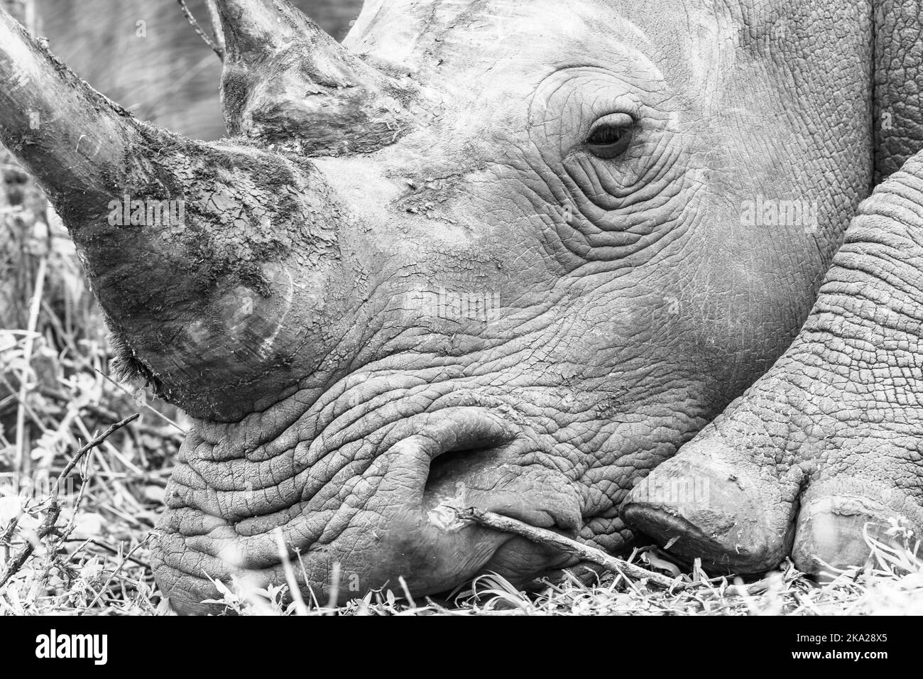 Rhino wildlife animal closeup head ears horn in black and white photo