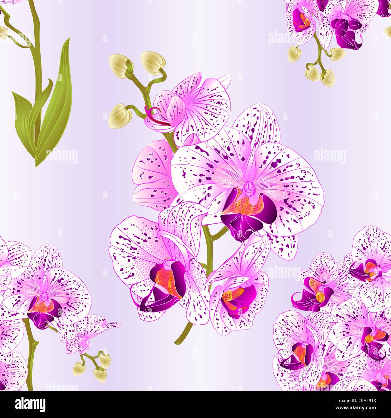 Seamless Texture Branches Orchid Phalaenopsis Purple And White Flowers