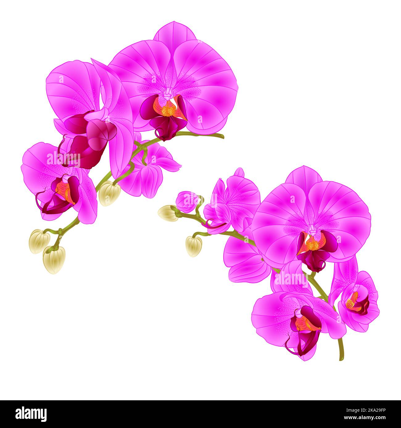 Branches orchids purple flowers  tropical plant Phalaenopsis  on a white background  set third vintage vector botanical illustration for design hand d Stock Vector