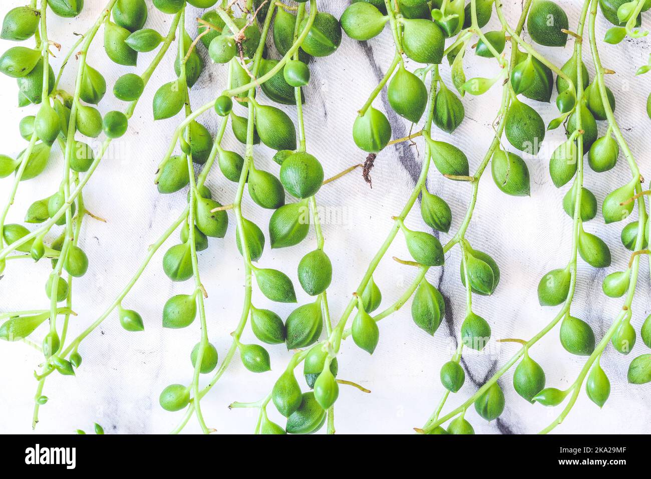 Close up on Senecio rowleyanus string of pearls plant hanging outside