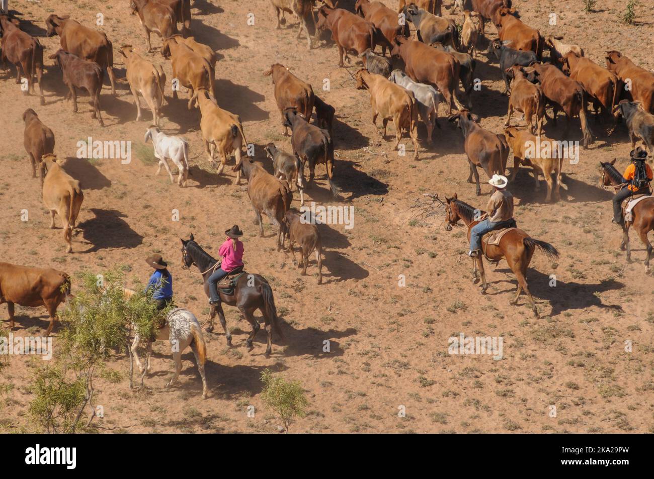Aerial cattle mustering in the outback of Australia Stock Photo