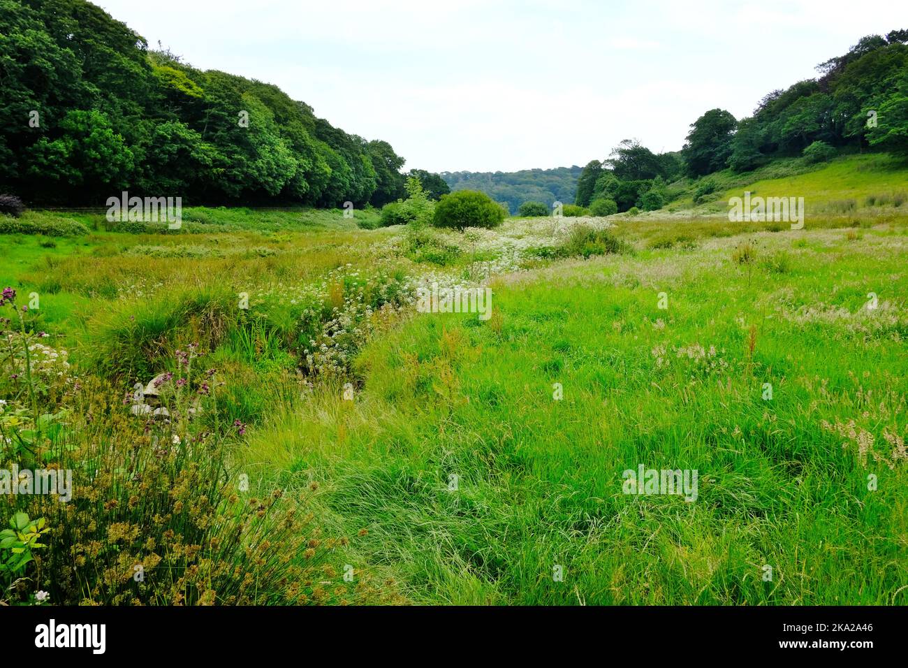 Grassy landscape near Loe Pool, Cornwall, UK - John Gollop Stock Photo