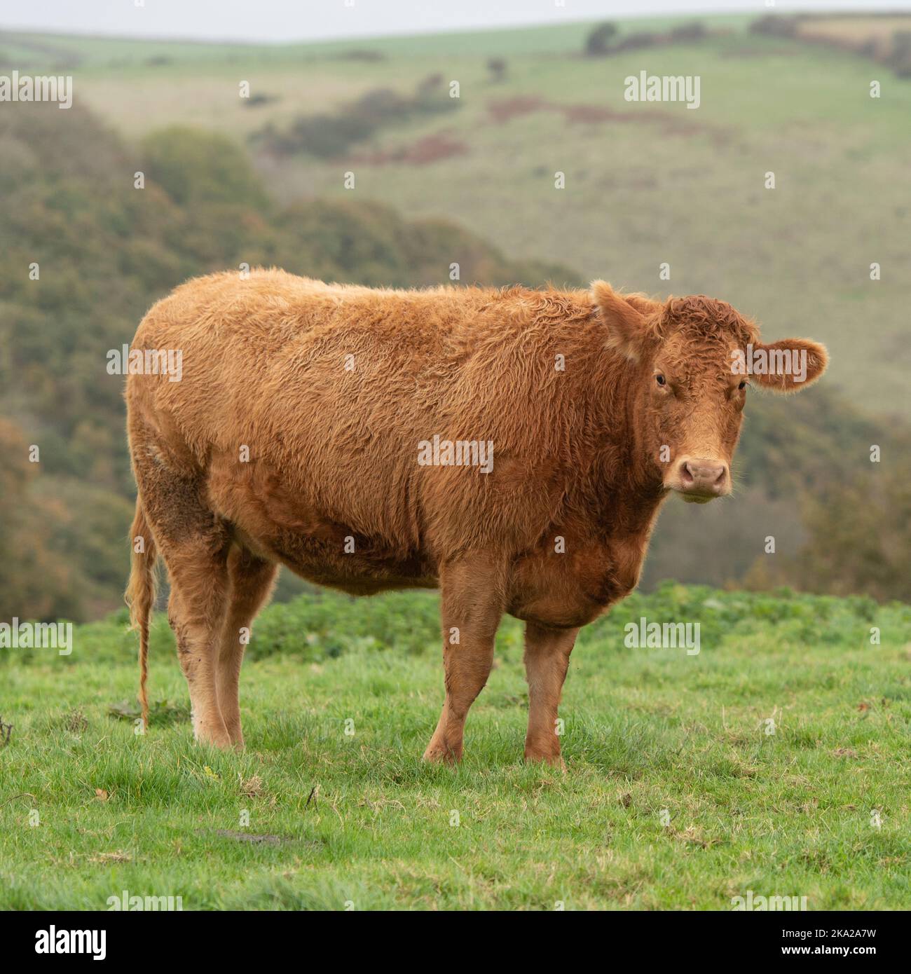 Beef cattle beef cow uk hi-res stock photography and images - Alamy