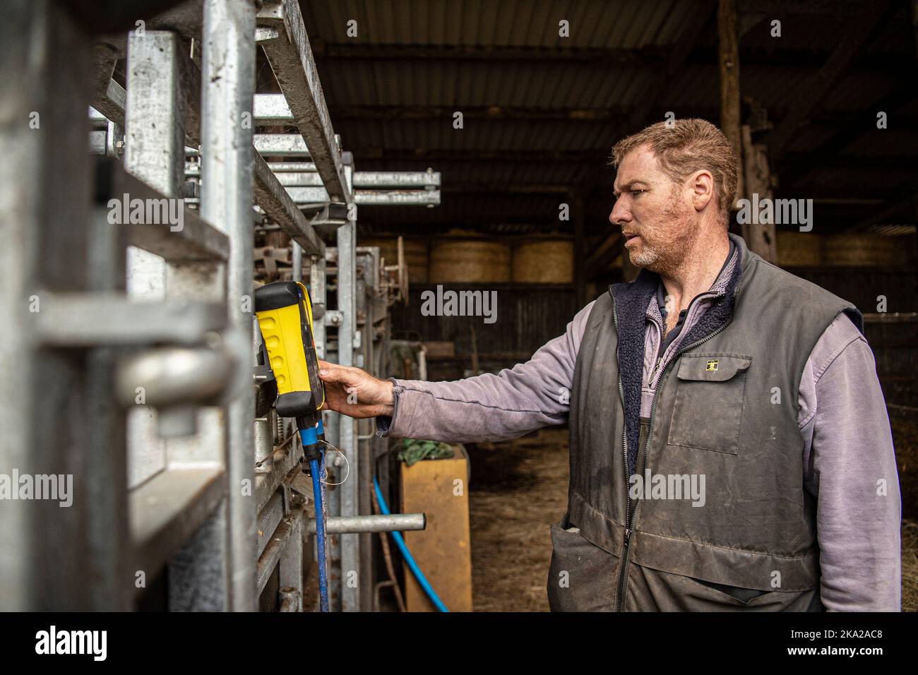 farmer weighing beef calves Stock Photo Alamy