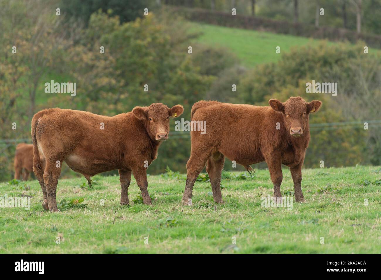 South Devon calves in a field Stock Photo - Alamy