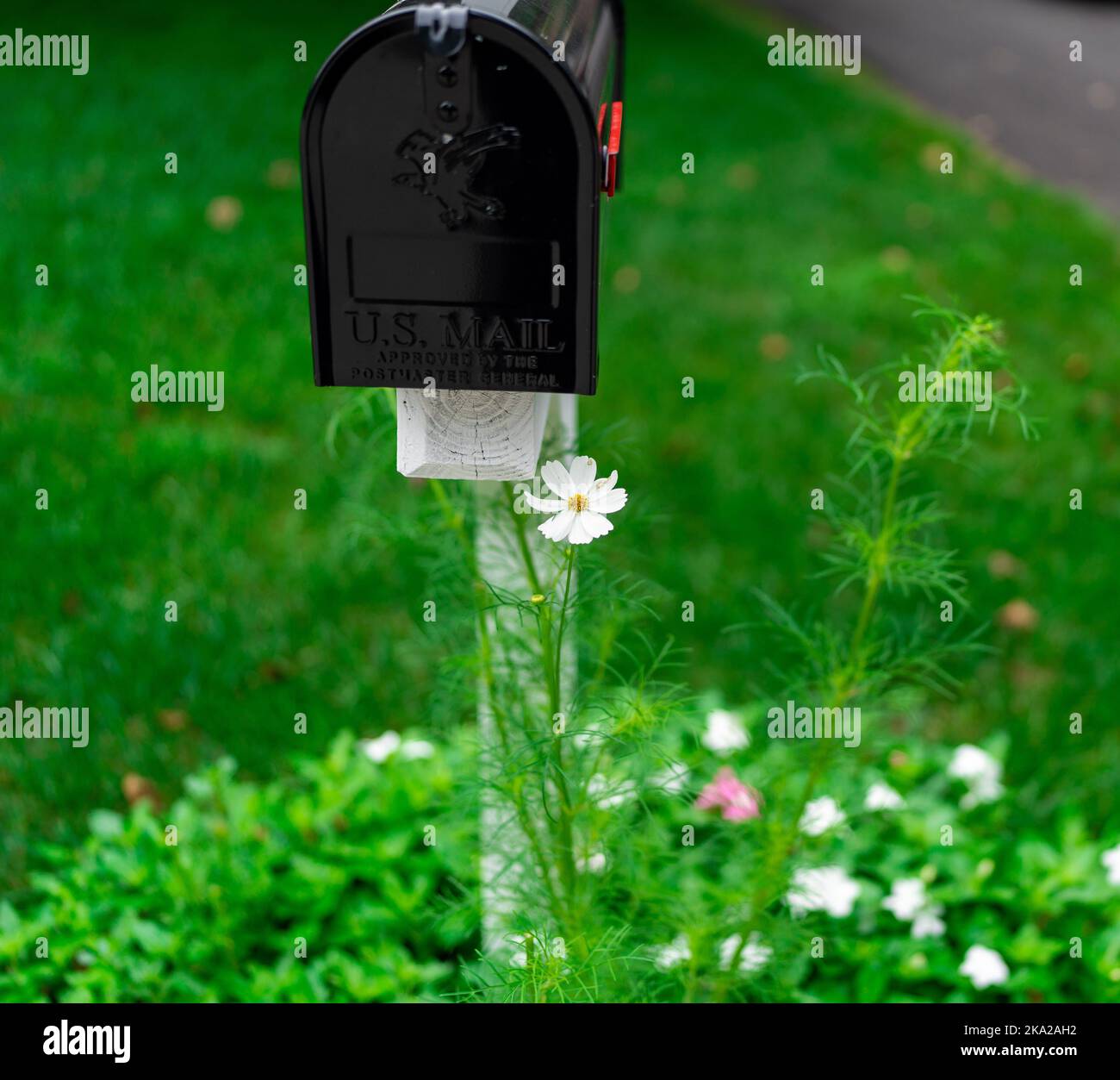 A selective of a flower near a black mailbox Stock Photo - Alamy