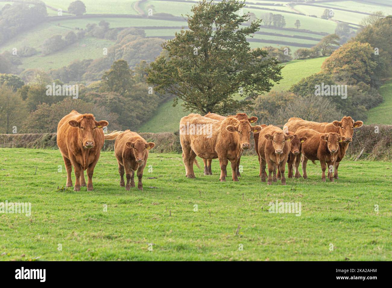 Herd of South Devon cattle Stock Photo