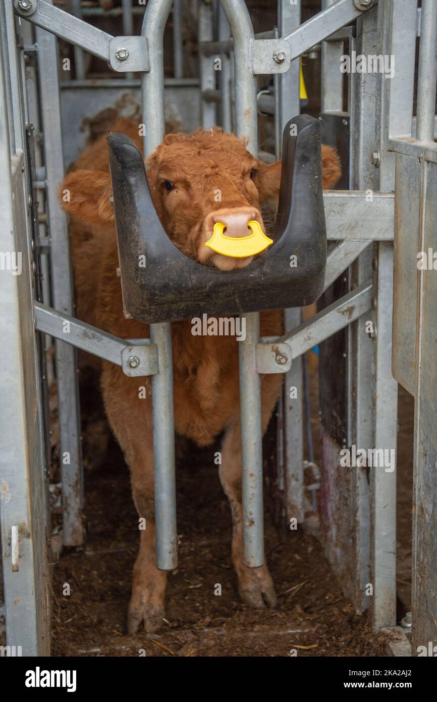 calf with anti suckle nose ring  for weaning Stock Photo