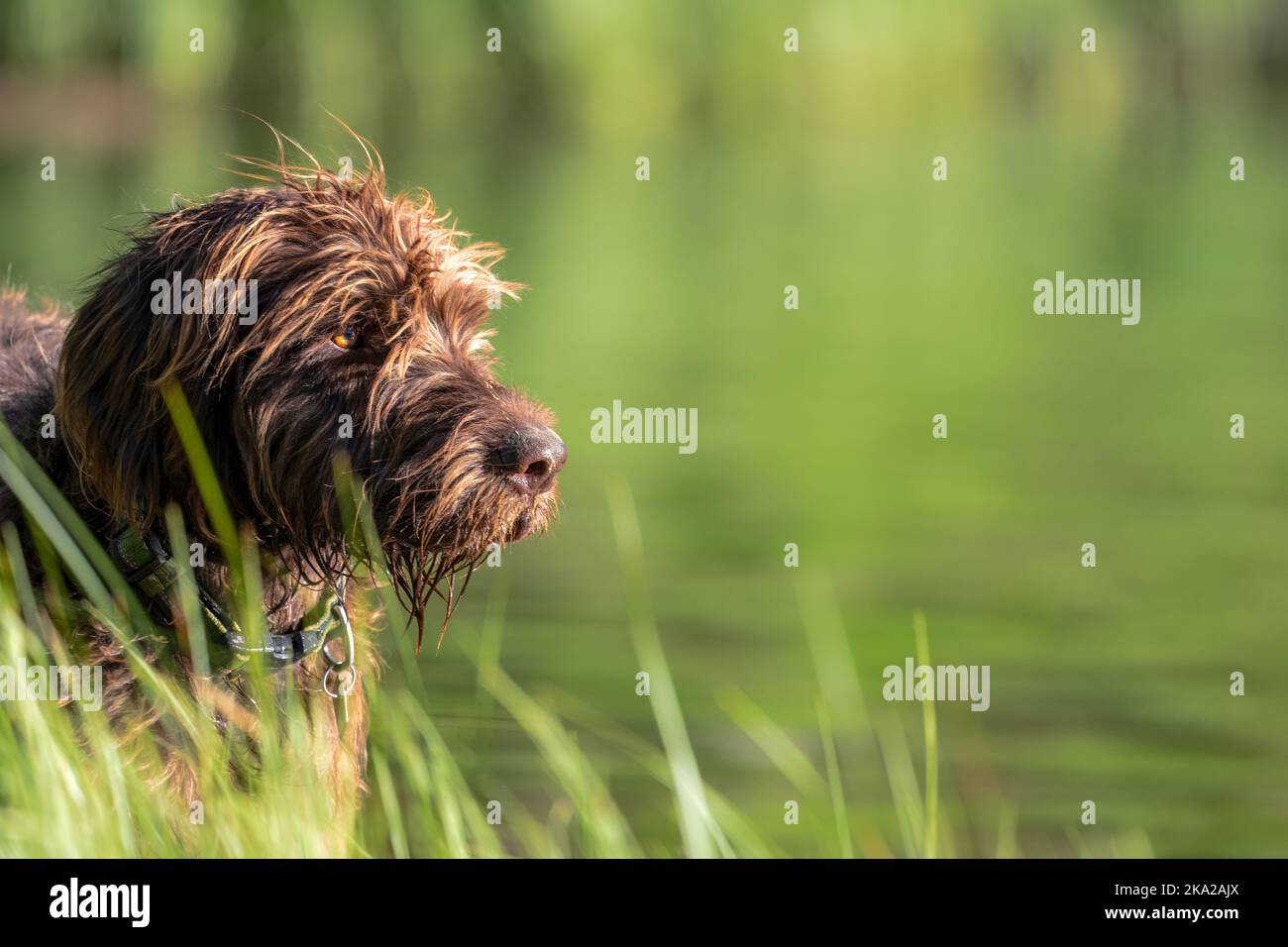 Pudelpointer hi-res stock photography and images - Alamy