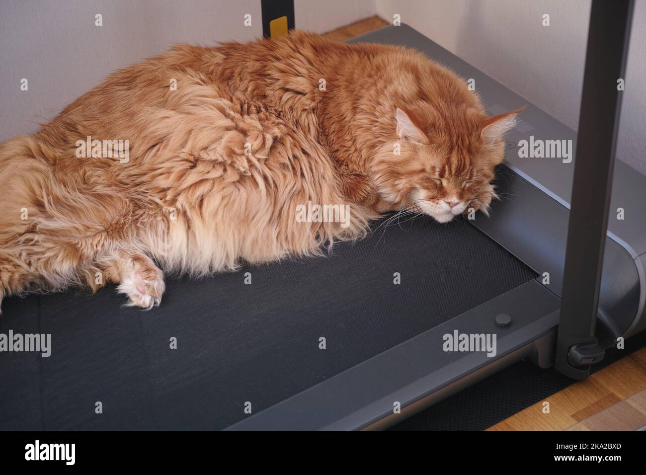 A tired red Maine coon cat sleeping on a treadmill. Close up. Stock Photo