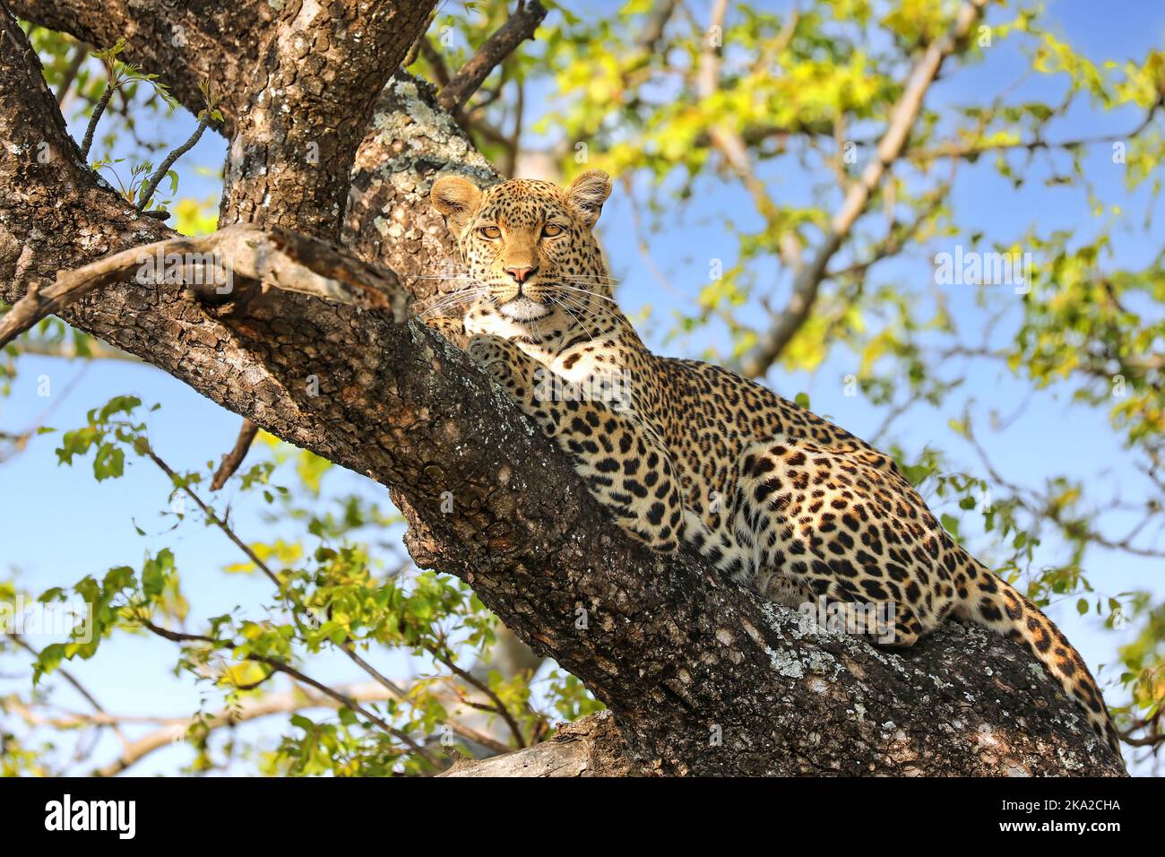 leopard in a tree, Kruger National Park, South Africa Stock Photo