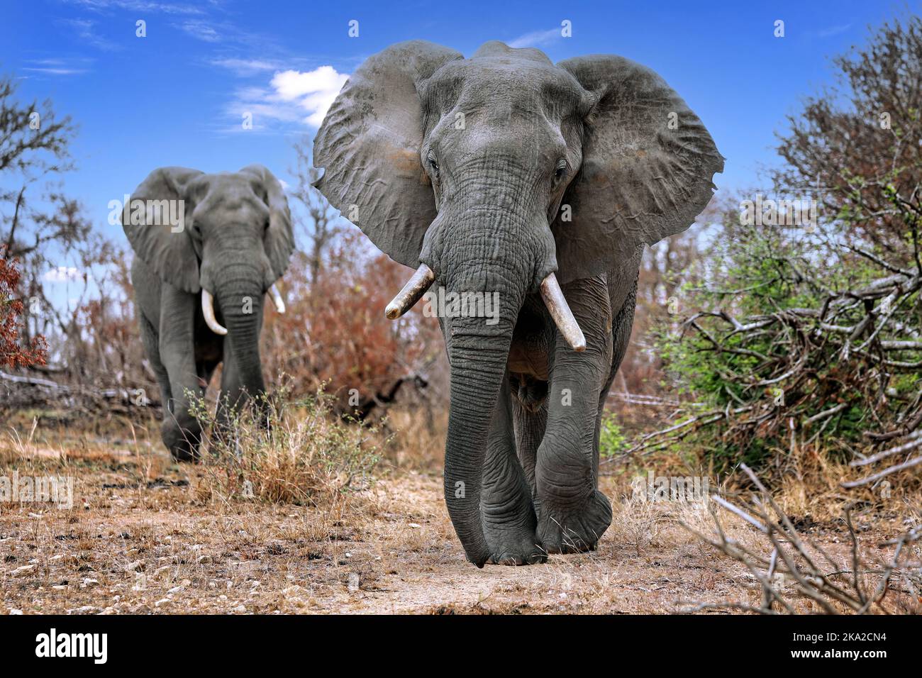 huge african elephant, Kruger NP, south africa, wildlife Stock Photo