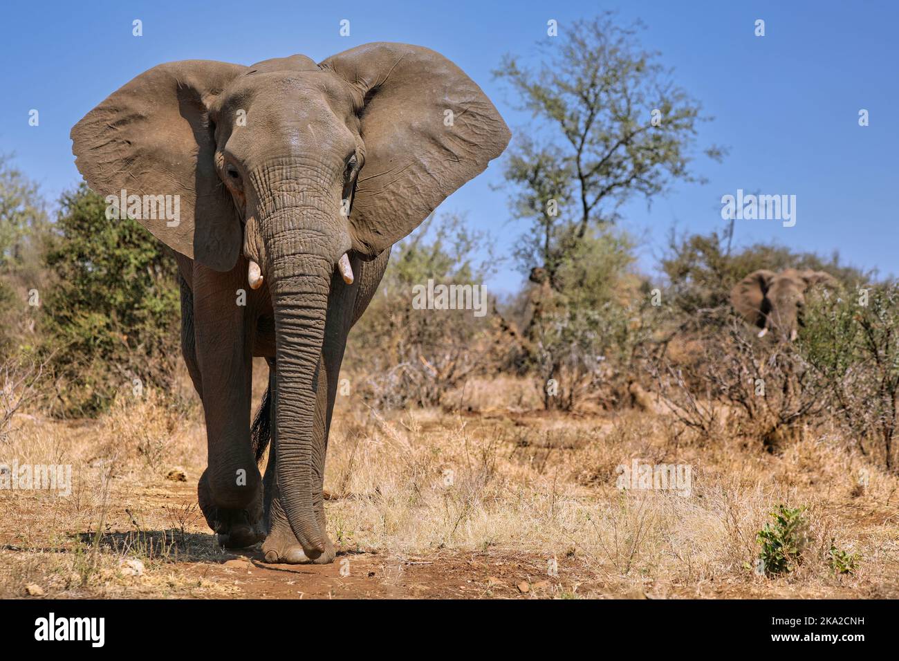 huge african elephant, Kruger NP, south africa, wildlife Stock Photo