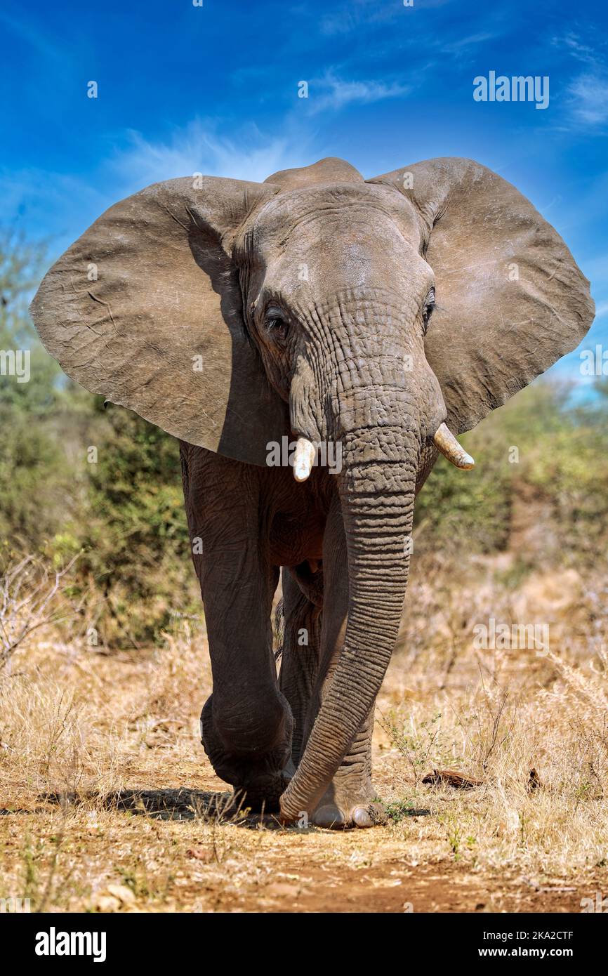 huge african elephant, Kruger NP, south africa, wildlife Stock Photo