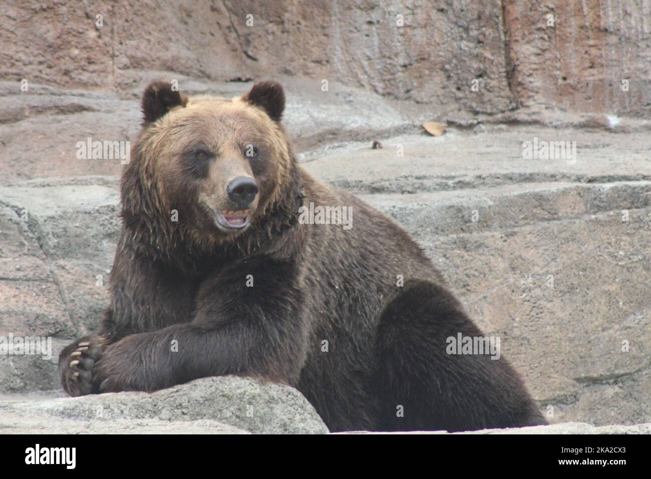 A big brown bear at the zoo Stock Photo - Alamy