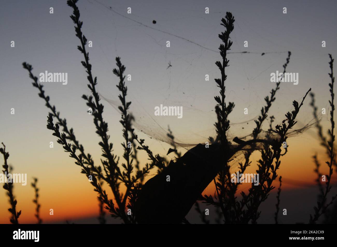 A silhouette shot of a spider web on the plant with a sunset background ...