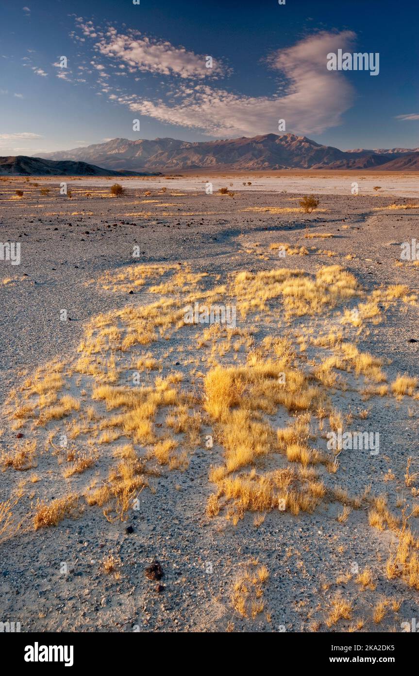Grass growing in Panamint Valley, Big Four Mine Road area, Inyo Mountains in distance, sunrise, Death Valley National Park, California, USA Stock Photo