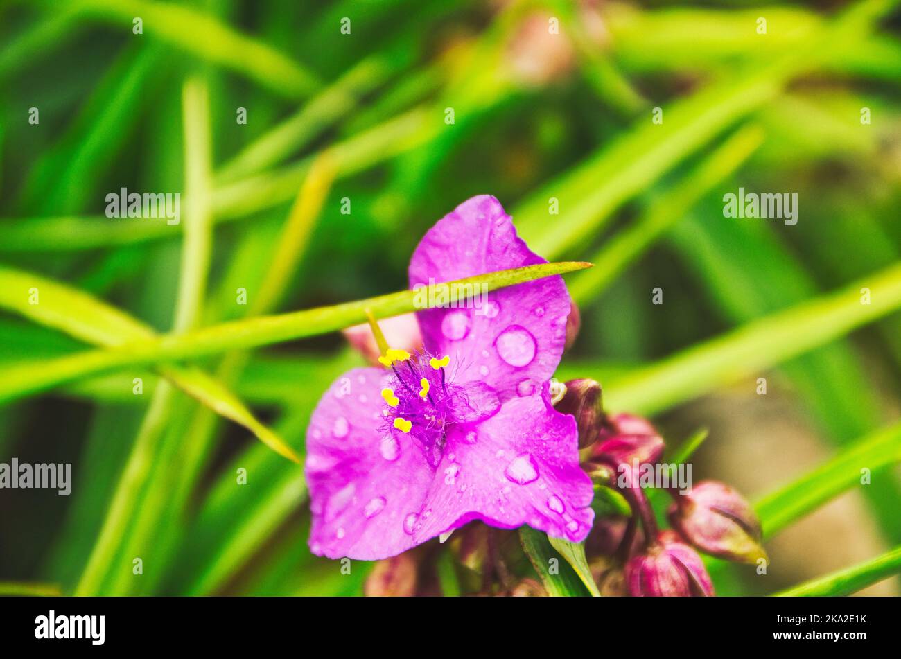 A closeup shot of waterdrops on a pink Virginia spiderwort (Tradescantia virginiana) Stock Photo