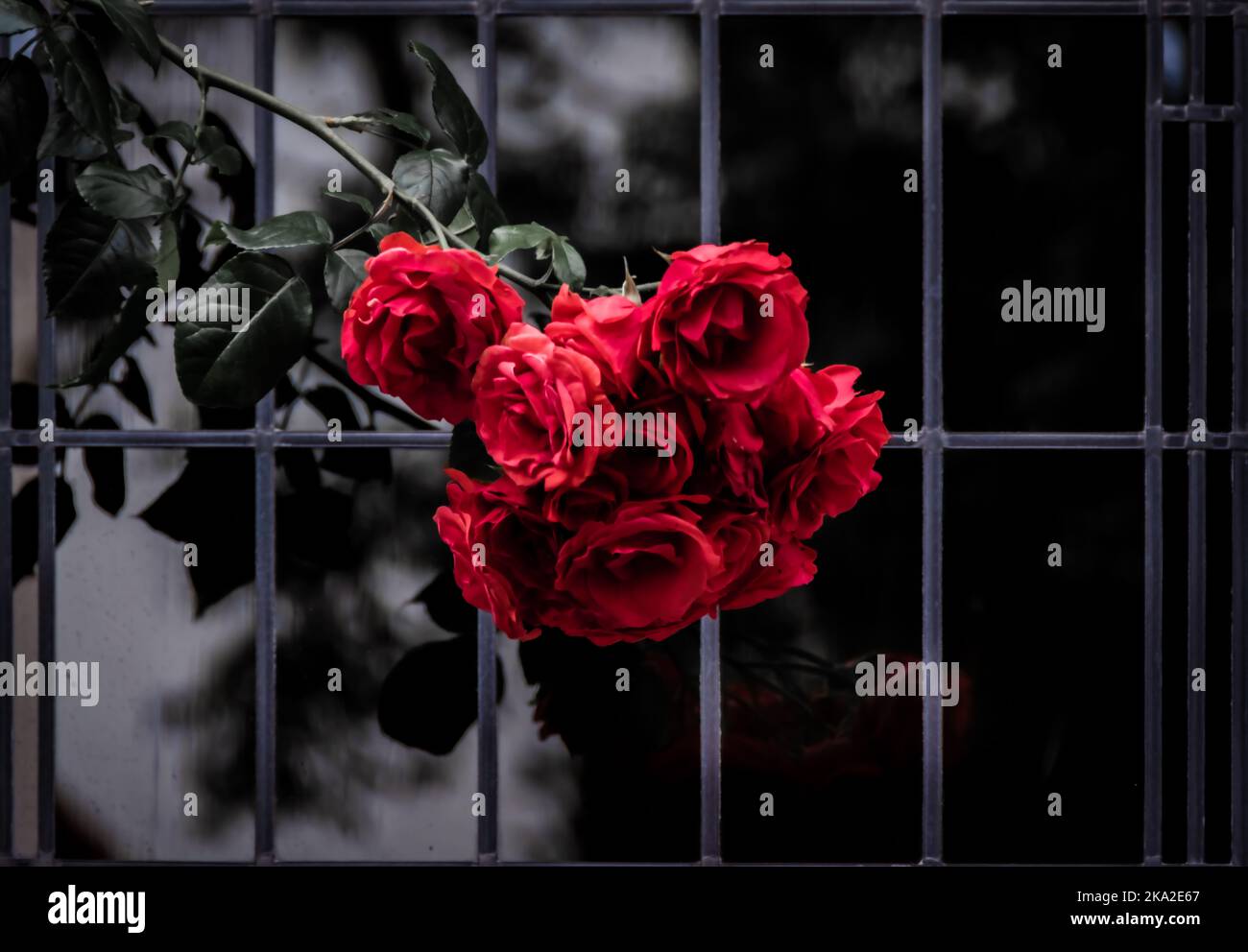 A beautiful red roses hanging over a dark and reflective window Stock ...
