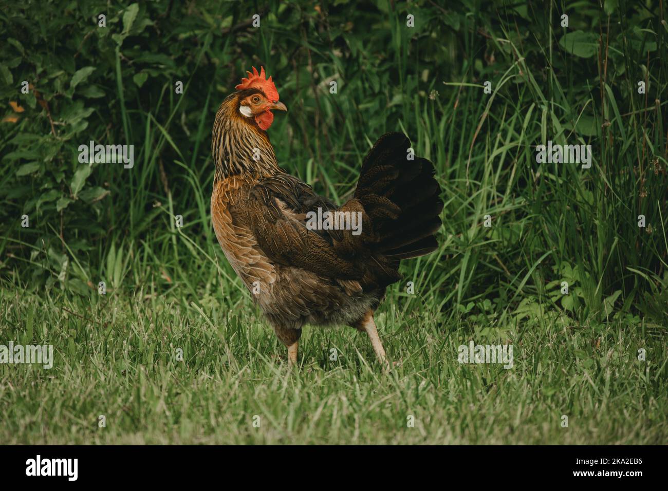 A closeup of a brown Leghorn chicken on a green grass Stock Photo