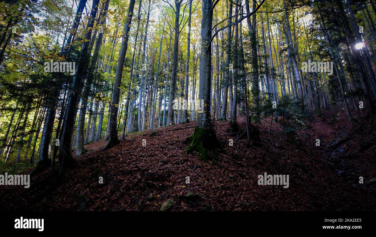 A low angle shot of tall trees in the forest Stock Photo - Alamy