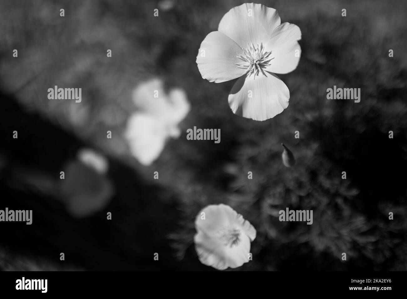 A grayscale of beautiful California poppy flowers growing in a garden Stock Photo