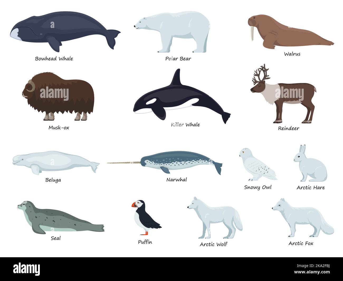 Arctic Circle Animals List