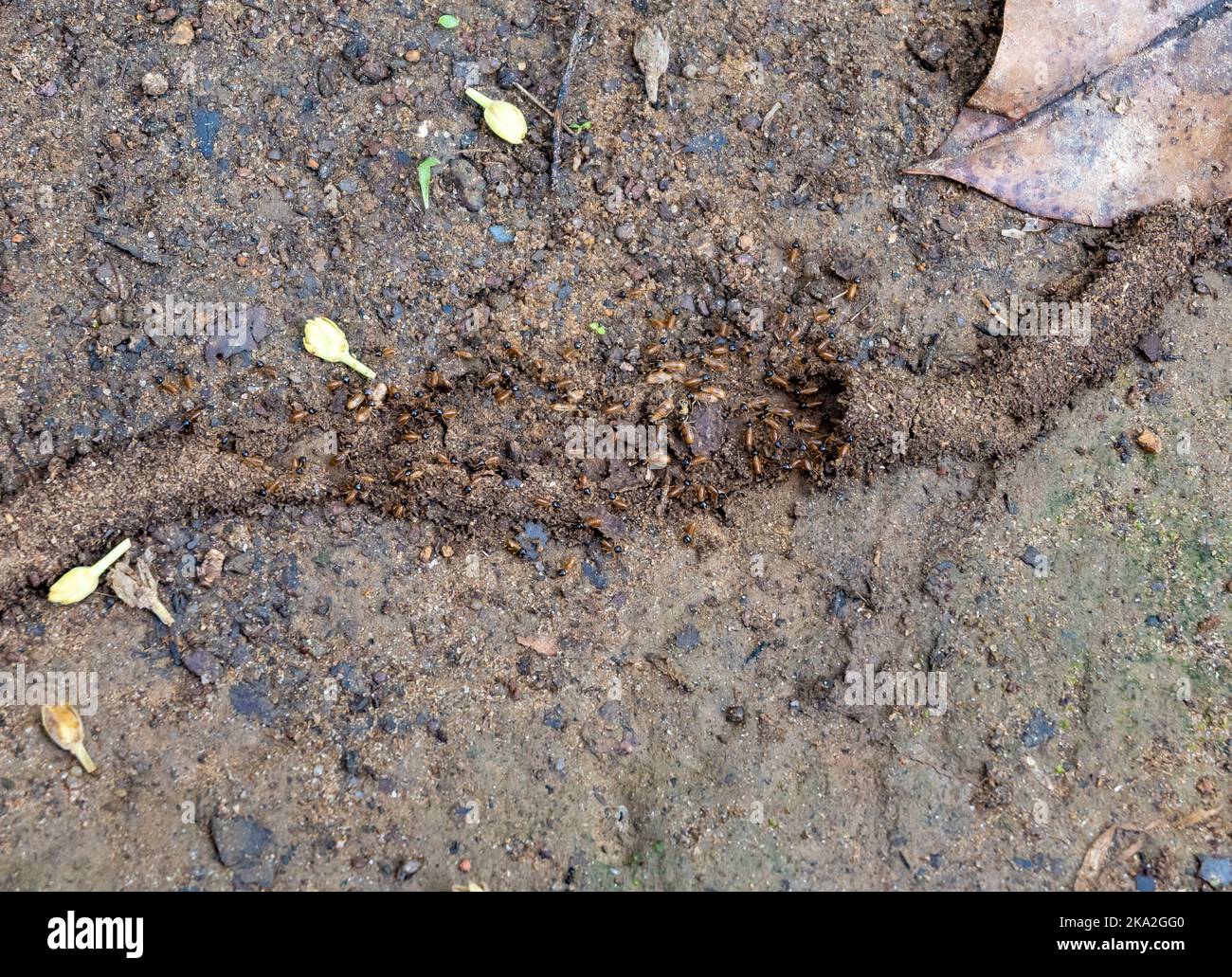 Termites build tunnel on the ground for safe travel. Roraima State, Brazil. Stock Photo