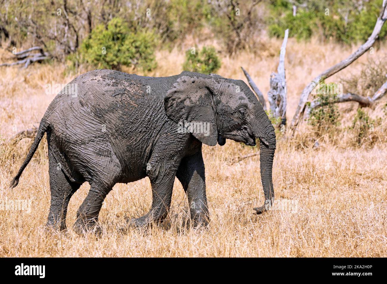young african elephant, south africa, wildlife Stock Photo