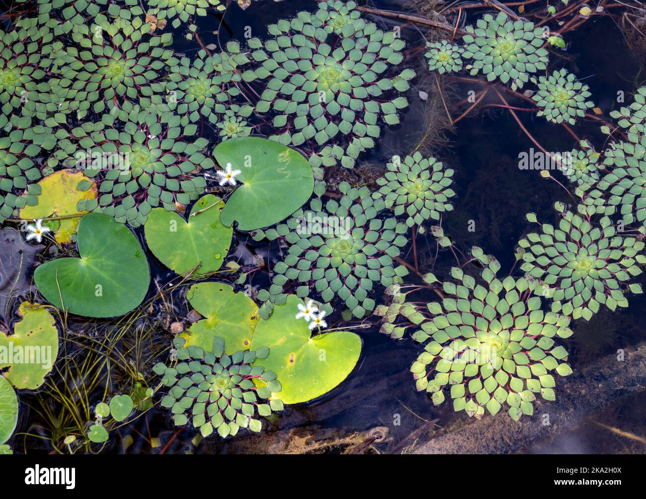 Mosaic Plant (Ludwigia sedoides) is native to Brazil. Boa Vista, Roraima State, Brazil. Stock Photo